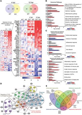 Extracellular vesicles from Listeria monocytogenes-infected dendritic cells alert the innate immune response
